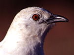 Close up of pied babbler, Turdoides bicolor